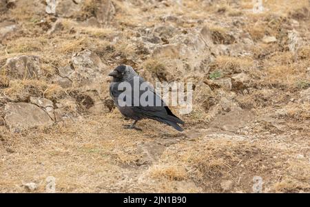 Die westliche Dohle (Corvus monedula), auch bekannt als die Eurasische Dohle, Europäische Dohle oder einfach Dohle, ist ein Singvögel in der Krähenfamilie Stockfoto