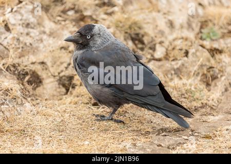 Die westliche Dohle (Corvus monedula), auch bekannt als die Eurasische Dohle, Europäische Dohle oder einfach Dohle, ist ein Singvögel in der Krähenfamilie Stockfoto