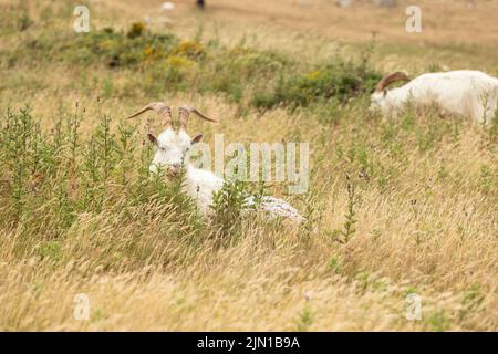 Kashmiri Ziege sitzt mit Blick auf die Great Orme Llandudno North wales Stockfoto