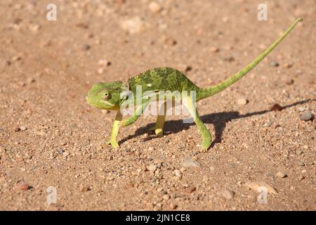 Lappenchamäleon/Flap-necked chameleon/Chamaeleo dilepis Stockfoto