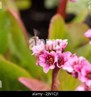 Schweben Sie auf Pink Bergenia Stockfoto