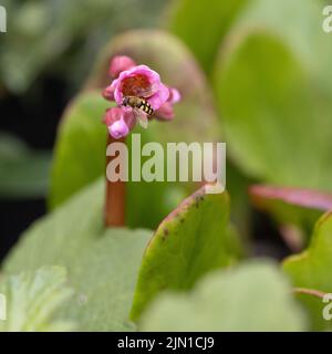 Schweben Sie auf Pink Bergenia Stockfoto