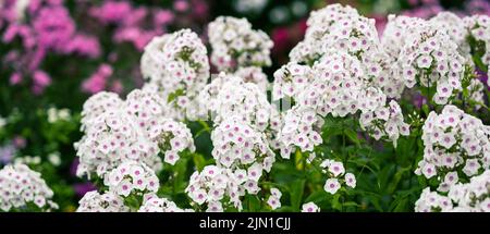 Blüten von Phlox im Sommer in den Graden. Stockfoto