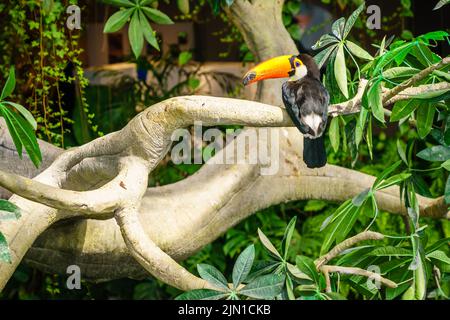 Porträt eines toco-Tucan oder eines riesigen Tucan in einem Vogelschutzgebiet Stockfoto