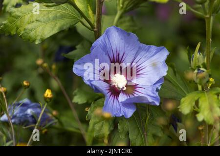 Hibiscus Syriacus Marina - Rose Mallow Marina Stockfoto