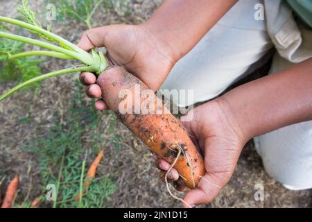 Selbstgewachsene Karotte, die von einem kleinen Mädchen in ihren Händen gehalten wird Stockfoto