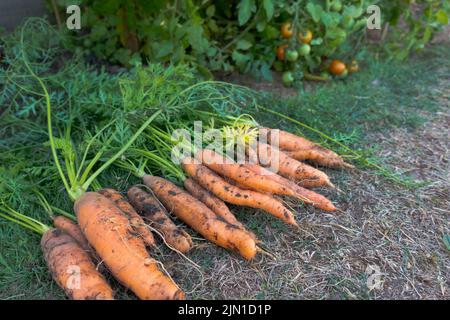 Geerntete Karotten (Nantes) im Rasen Stockfoto