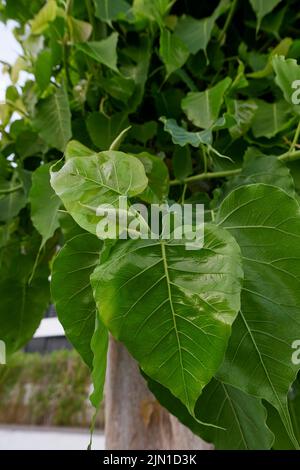 Stamm und Blätter aus der Nähe des Ficus religiosa-Baumes Stockfoto