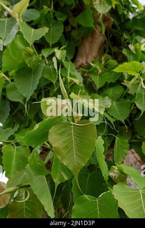 Stamm und Blätter aus der Nähe des Ficus religiosa-Baumes Stockfoto