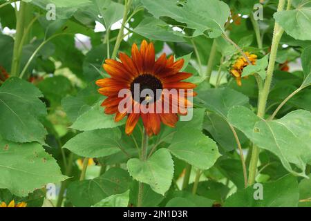 Sonnenblume mit Biene Stockfoto