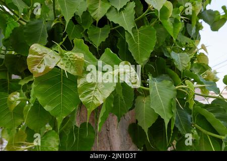 Stamm und Blätter aus der Nähe des Ficus religiosa-Baumes Stockfoto