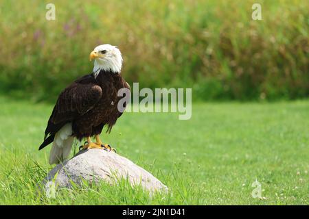 Bald Eagle auf dem Felsen Stockfoto