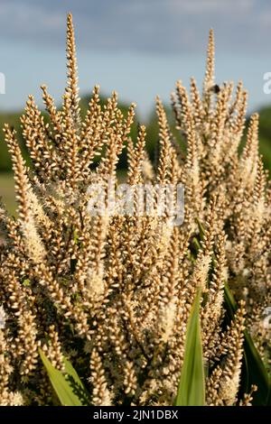 Blütenköpfe auf einem cordyline australis, allgemein bekannt als Kohlbaum, Kohlpalme oder tī kōuka Stockfoto