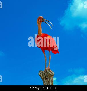 Scharlach-Ibisse (Eudocimus ruber) ist eine Art von Ibios aus der Vogelfamilie Threskiornithidae. Sie bewohnt das tropische Südamerika und einen Teil der Karibik Stockfoto