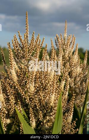 Blütenköpfe auf einem cordyline australis, allgemein bekannt als Kohlbaum, Kohlpalme oder tī kōuka Stockfoto