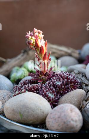 Detailreiche Nahaufnahme eines blühenden Sempervivum tectorum, des gewöhnlichen Hauseks Stockfoto