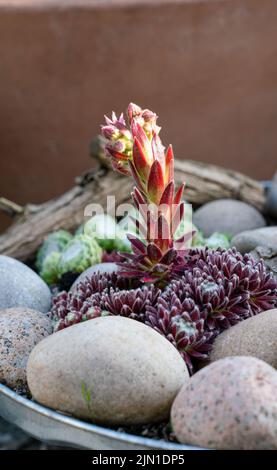 Detailreiche Nahaufnahme eines blühenden Sempervivum tectorum, des gewöhnlichen Hauseks Stockfoto