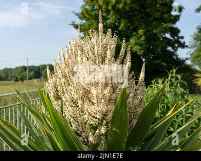 Blütenköpfe auf einem cordyline australis, allgemein bekannt als Kohlbaum, Kohlpalme oder tī kōuka Stockfoto