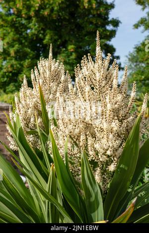 Blütenköpfe auf einem cordyline australis, allgemein bekannt als Kohlbaum, Kohlpalme oder tī kōuka Stockfoto
