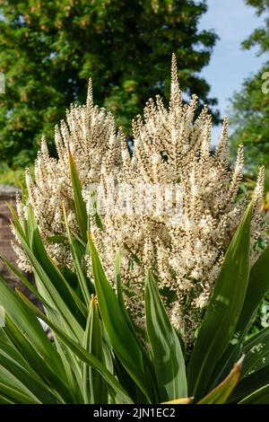 Blütenköpfe auf einem cordyline australis, allgemein bekannt als Kohlbaum, Kohlpalme oder tī kōuka Stockfoto