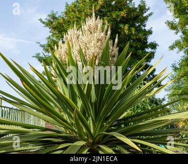 Blütenköpfe auf einem cordyline australis, allgemein bekannt als Kohlbaum, Kohlpalme oder tī kōuka Stockfoto