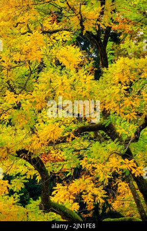 Herbstlaub in Villach, Österreich Stockfoto
