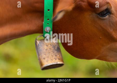 Mare (equus ferus caballus) mit Glocke. Sommerszene in den Pyrenäen. Cavall Pirinenc Català (Katalanisches Pyrenäenpferd) Stockfoto