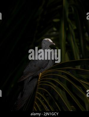 Eine weißgekrönte Taube, die auf einer Palmwedel thront Stockfoto