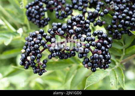 Holunderbusch auf einem Zweig, reife Holunderbeere wächst in der Natur, Holunderzucht auf einer Plantage. Stockfoto