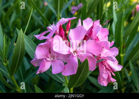 Oleander. Rosa schöne und zarte Blüten. Stockfoto