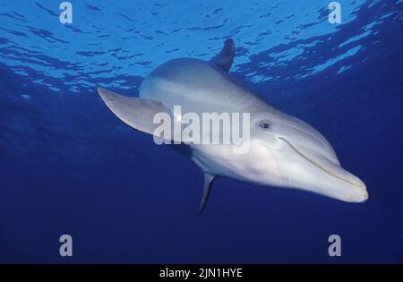 Der große Tümmler (Tursiops truncatus), Roatan, Bay Islands, Honduras, Karibik Stockfoto