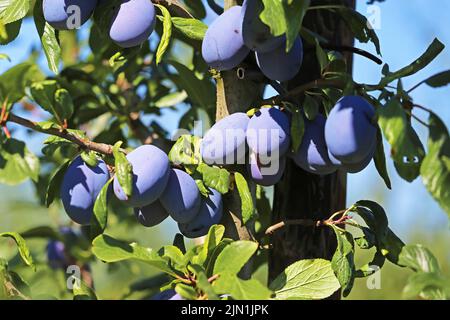 Nahaufnahme von reifen blauen europäischen Pflaumen (prunus domestica), die in grünen Ästen hängen - Deutschland, August Stockfoto