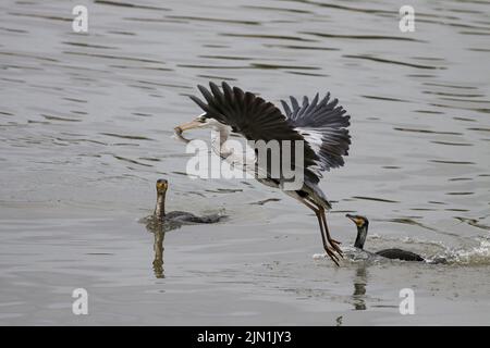 Zwei Kormorane versuchen, frisch gefangenen Fisch aus dem Schnabel eines Reiher zu stehlen. Douro-Fluss, nördlich von Portugal. Stockfoto