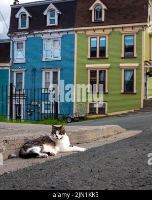 Katze ruht vor der St. John's Jellybean Roll Stockfoto