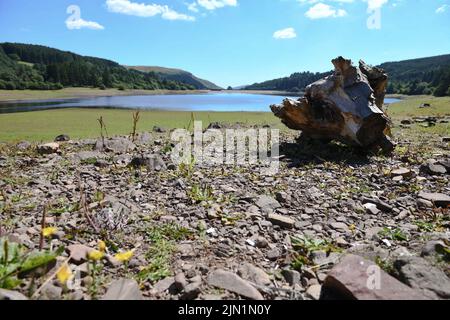 8.. August 2022, Brecon Beacons, Wales das Llwyn-onn Reservoir nördlich von Merthyr in den Brecon Beacons, wo große Teile des Ufers und des Stausees sich in Grasland verwandelt haben, da es im Juli und August so trocken war. Wales wird in dieser Woche das heißeste Gebiet Großbritanniens sein, und es werden weitere Rohrleitungsverbote prognostiziert. Stockfoto