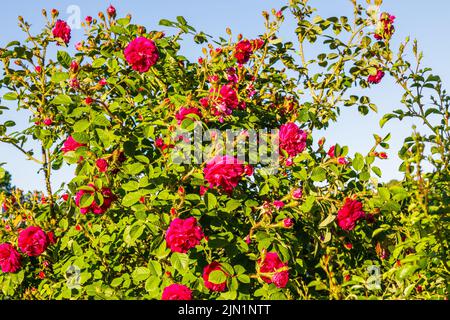 Rosa Rosa Blumen blühen im Sommergarten Stockfoto