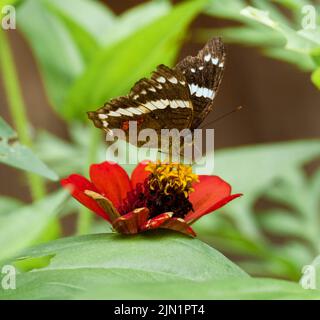 Schmetterling sammelt Pollen auf einer Blume Stockfoto