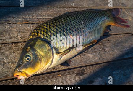 Schöner großer Karpfen. Angeln. Karpfenfischen. Angelabenteuer, Karpfenfischen. Spiegelkarpfen (Cyprinus carpio),. Trophäe „Angler“. Sonnenuntergang Live frisch nur cau Stockfoto