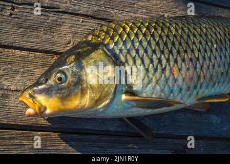 Schöner großer Karpfen. Angeln. Karpfenfischen. Angelabenteuer, Karpfenfischen. Spiegelkarpfen (Cyprinus carpio),. Trophäe „Angler“. Sonnenuntergang Live frisch nur cau Stockfoto