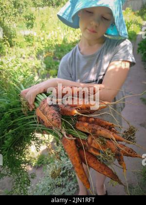 Frisch geerntete Karotten in den Händen eines Mädchens im Garten Stockfoto