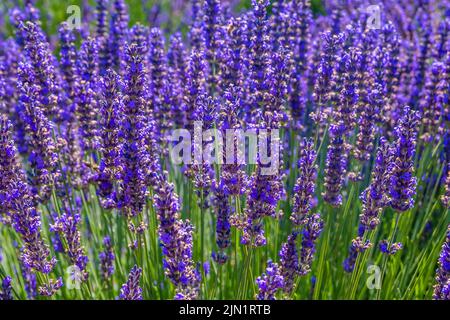 Wunderschöne Lavender Fields in Mount Hood, Oregon Stockfoto