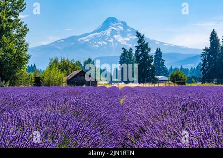 Wunderschöne Lavender Fields in Mount Hood, Oregon Stockfoto