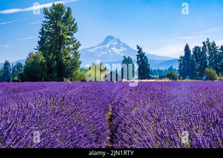 Wunderschöne Lavender Fields in Mount Hood, Oregon Stockfoto