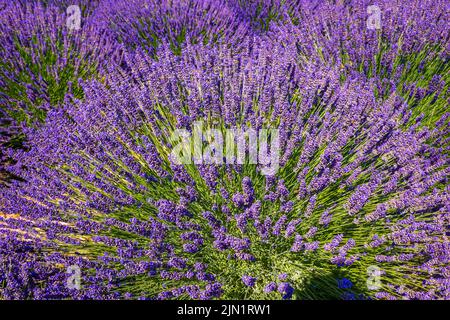 Wunderschöne Lavender Fields in Mount Hood, Oregon Stockfoto