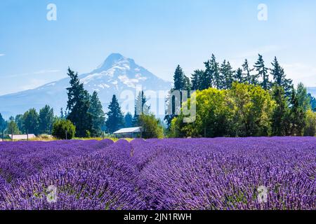 Wunderschöne Lavender Fields in Mount Hood, Oregon Stockfoto