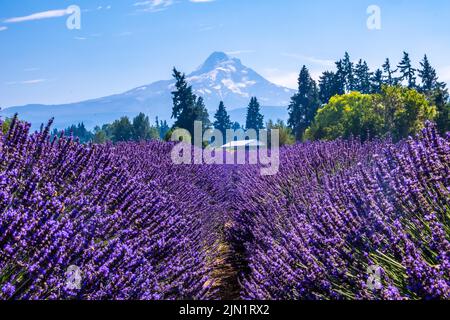 Wunderschöne Lavender Fields in Mount Hood, Oregon Stockfoto