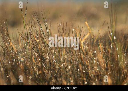 Elytrigia. Krautige Hintergrund der saftigen hohen grünen Couch Gras Nahaufnahme. Frisches junges helles Gras Elymus repens schöne Kräuterstruktur, Frühling. Wa Stockfoto