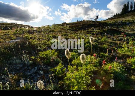 Mountain Biker Kurven in alpiner Wiese bei Sonnenuntergang in der Nähe von Revelstoke BC Stockfoto