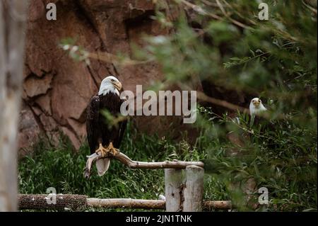 Bald Eagle in Gefangenschaft in West Yellowstone Stockfoto