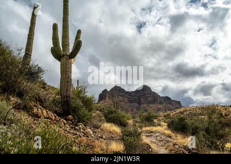 Ein Blick auf Tonto National Forest, Arizona Stockfoto